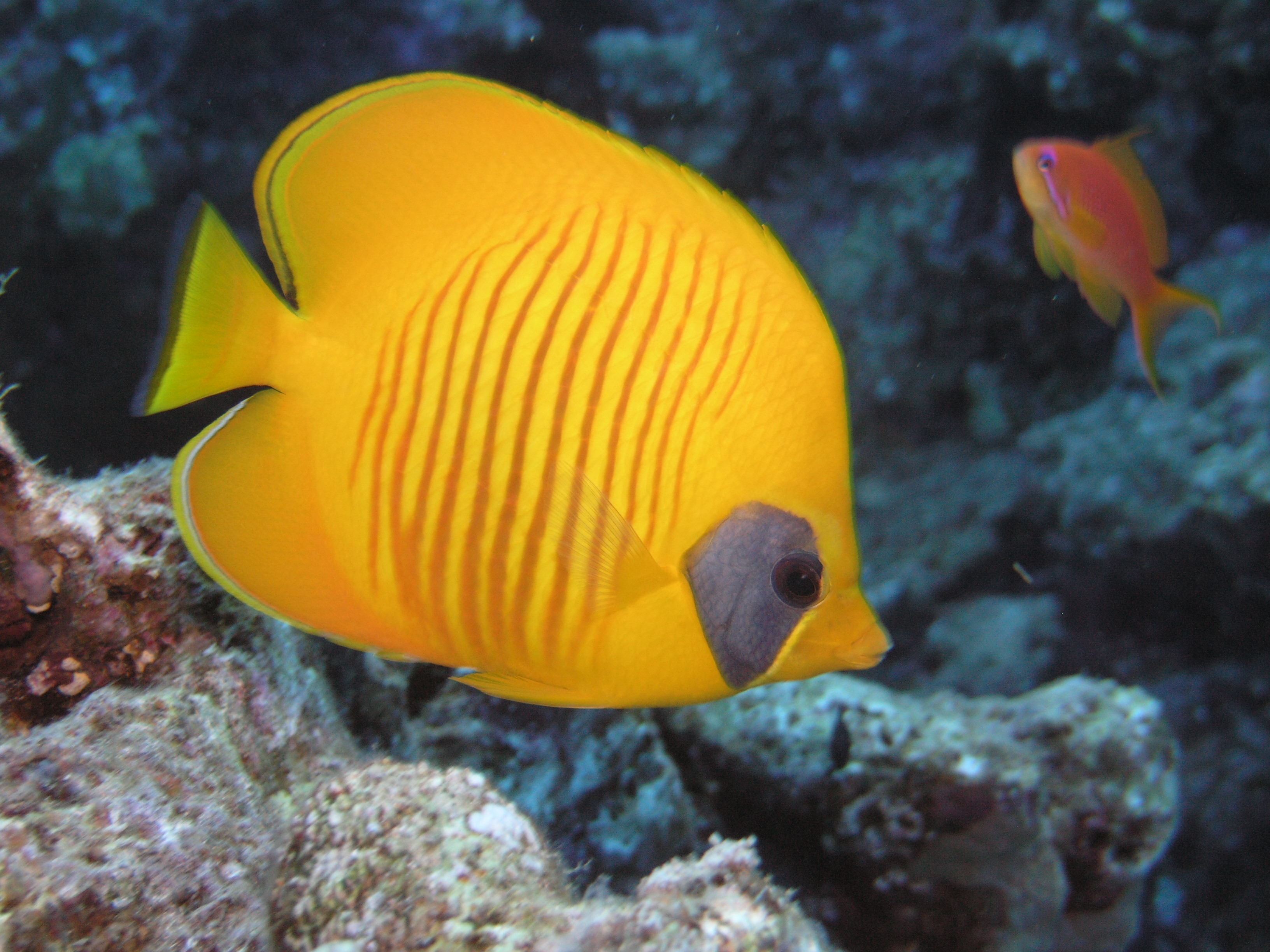 Chaetodon semilarvatus Cuvier, 1831
